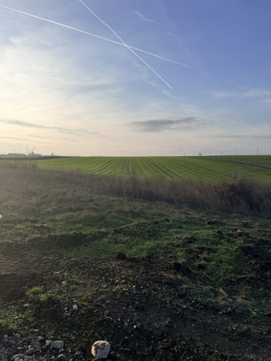 Teren De Vanzare Belciugatele 