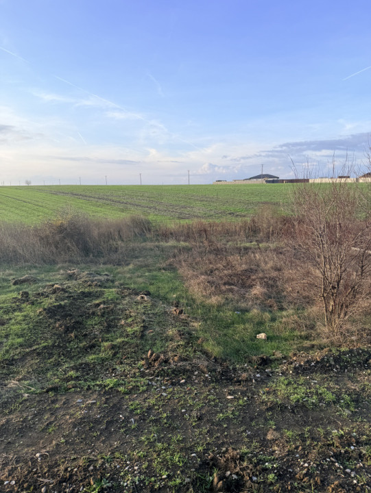 Teren De Vanzare Belciugatele 