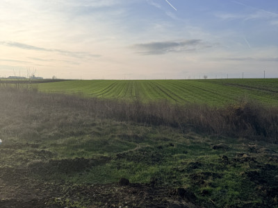 Teren De Vanzare Belciugatele 